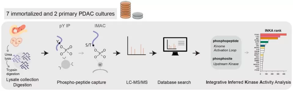 Phosphoproteomic workflow of phosphopeptide enrichment and data processing